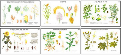 Плакаты ПРОФТЕХ "Растениеводство. Зерновые, зернобобовые и технич. культуры" (18 пл, винил, 70х100)