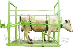 Станки для фиксации и ветеринарной обработки крупного рогатого скота в положении стоя, копытник