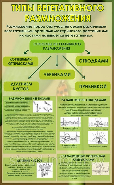 Стенд по биологии (р-р 100*60 см),  без борта "Типы вегетативного размножения"