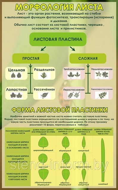 Стенд по биологии (р-р 100*60 см), без борта "Морфология листа"