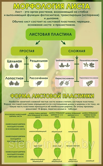 Стенд по биологии (р-р 100*60 см),  без борта "Морфология листа"