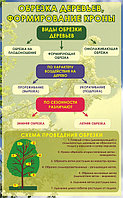 Стенд по биологии (р-р 100*60 см),  без борта "Обрезка деревьев"