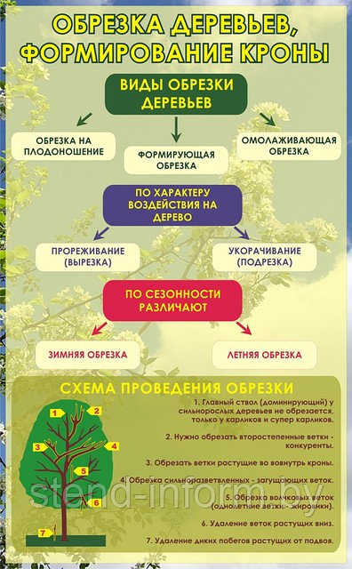 Стенд по биологии (р-р 100*60 см), без борта "Обрезка деревьев" - фото 1 - id-p2297240