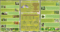 Стенд по биологии (р-р 100*60 см), без борта "Цветоводство" стоимость за 1 шт