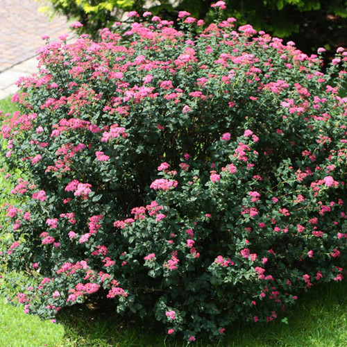 Спирея японская Буллата (Bullata)