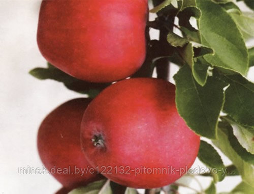 Яблоня кариот 7 описание сорта фото отзывы садоводов Фитостудия-63.ру