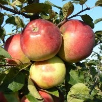 Саженцы яблони "Белорусское сладкое" - фото 1 - id-p2339452