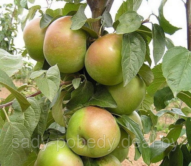 Саженцы яблони "Вербное" - фото 1 - id-p2339455
