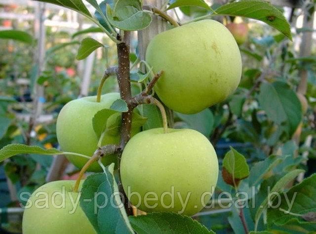 Саженцы яблони "Коштеля" - фото 1 - id-p2339457