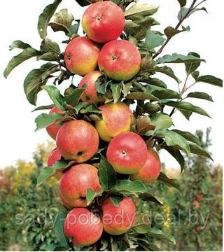 Саженцы яблони колоновидная "Останкино" - фото 1 - id-p2339463