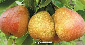 Саженцы груши "Духмяная"