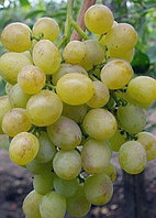 Саженцы винограда зеленого "Идеал"
