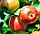 Саженцы яблони, фото 3