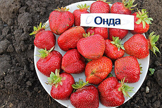 Клубника Онда