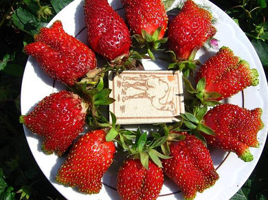 Клубника среднеспелая