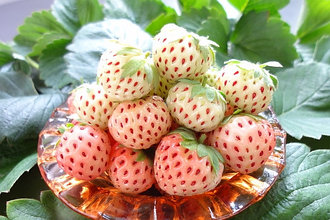 Клубника Пайнберри