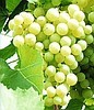 Саженцы винограда - фото 4 - id-p2363316