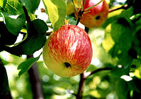 Саженцы яблони Ауксис