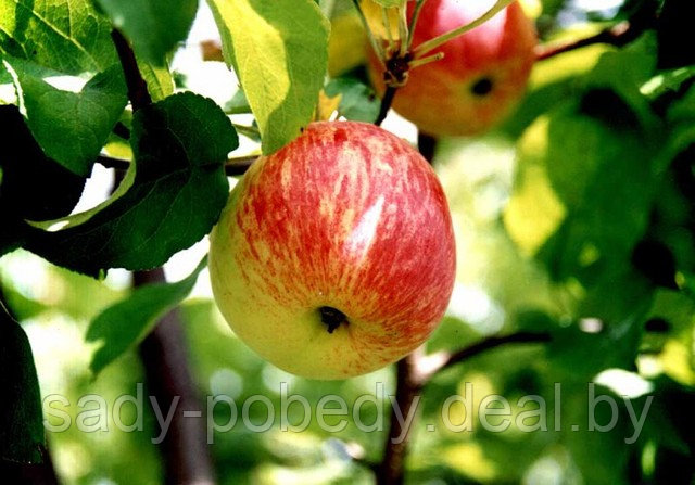 Саженцы яблони Ауксис - фото 1 - id-p2339451