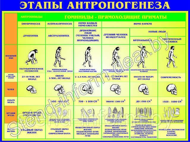 Стенд ПО БИОЛОГИИ "Этапы антропогинеза" р-р 100*85 см, без борта