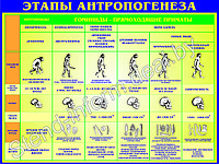 Стенд ПО БИОЛОГИИ "Этапы антропогинеза" р-р 100*85 см, без борта