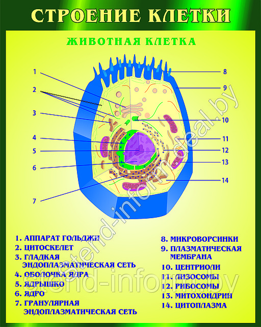 ПЛАКАТ ПО БИОЛОГИИ  на картоне Строение клетки - Животная клетки р-р 100*70 см