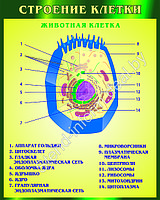 ПЛАКАТ ПО БИОЛОГИИ  на картоне Строение клетки - Животная клетки р-р 100*70 см