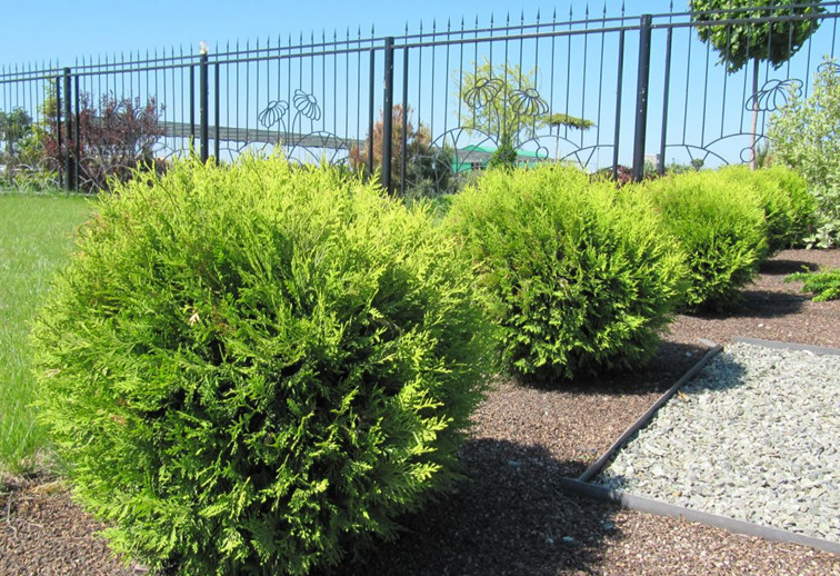 Туя глобоза