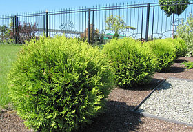 Туя глобоза