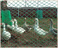 Садовые решетки / Решетки для птичников Ф-18\1,6\10 - фото 3 - id-p2374904