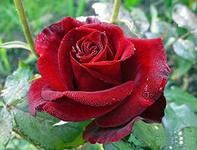 Роза чайно-гибридная BLACK MAGIK (Черная магия) - фото 2 - id-p2445397