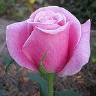 Роза чайно-гибридная PRIVE (Приви), фото 2