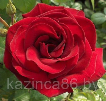 Роза парковая Abraxas - фото 1 - id-p60651863