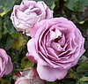 Роза плетистая Lavender Perfum