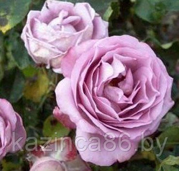 Роза плетистая Lavender Perfum - фото 1 - id-p60652638