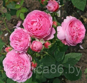 Роза английская Mme de Stella - фото 1 - id-p60652705