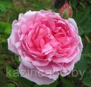 Роза английская Comte de Chambord - фото 1 - id-p60652721