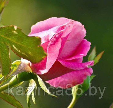 Роза чайно-гибридная Pink Favorit - фото 1 - id-p60652809