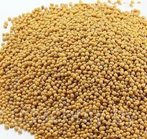 Горчица белая. 1 кг.: продажа, цена в Гомеле. Масличные культуры от ...
