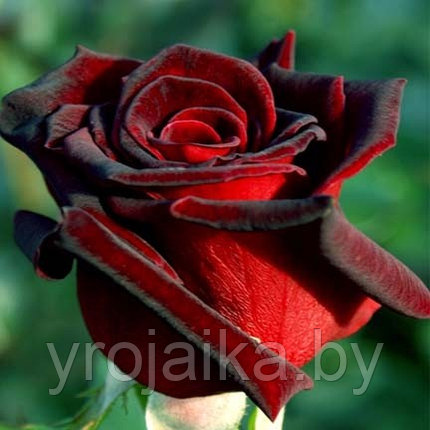 Роза Черная Магия, фото 2