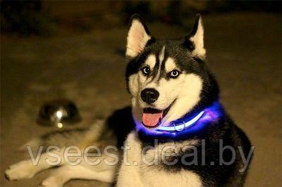 Ошейник для собак светодиодный, S (LED Dog Collar) TD 0172