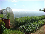 Теплица Урожай ПК6м + сотовый поликарбонат 4мм, фото 5
