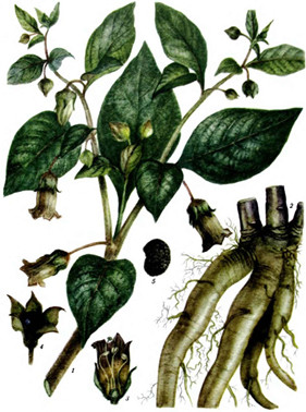 Atropa Belladonna Ботанический атлас