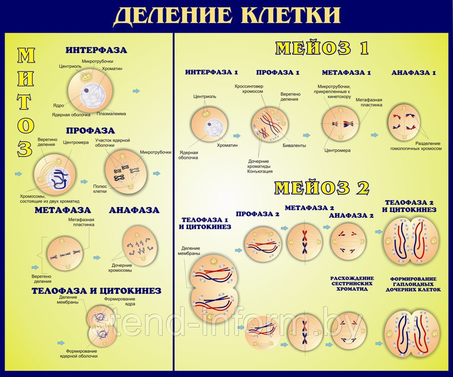 СТЕНД В КАБИНЕТ БИОЛОГИИ  «Деление клетки» р-р 100*80 см 