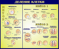 СТЕНД В КАБИНЕТ БИОЛОГИИ  «Деление клетки» р-р 100*80 см 