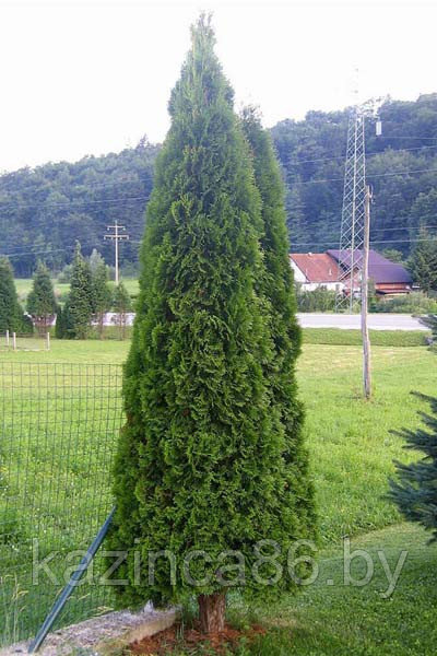 Туя Смарагд (50-55см) С2