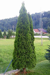 Туя Смарагд (50-60см) С2