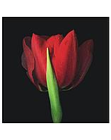 Картина фото Красный тюльпан