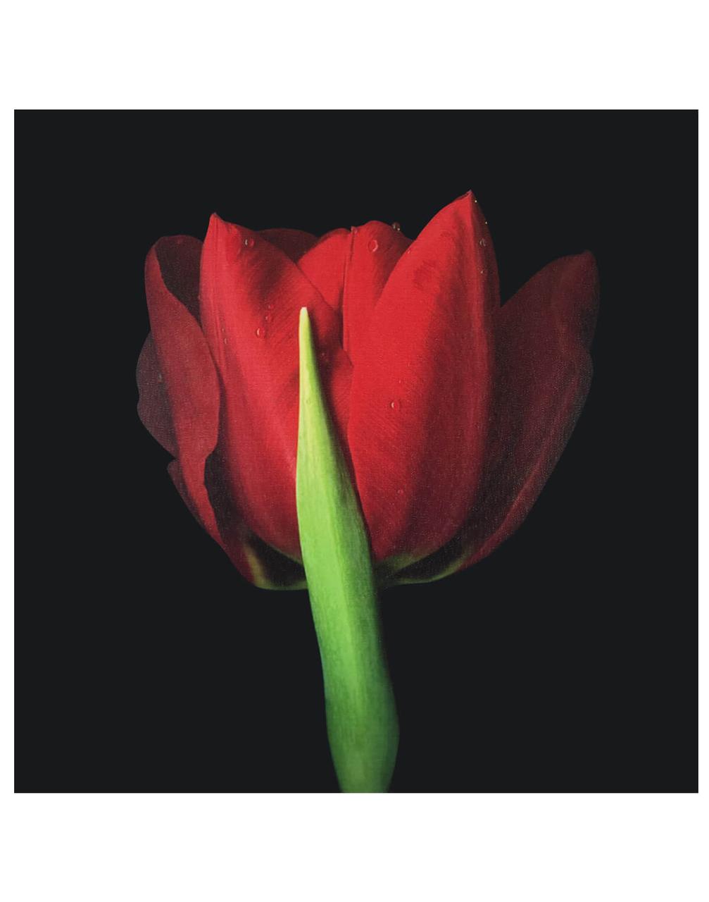 Картина фото Красный тюльпан
