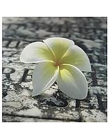 Фотокартина Цветок на асфальте